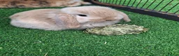 Mini Lop rabbits for sale: Beautiful Mini lops ❤️ - Advert 15