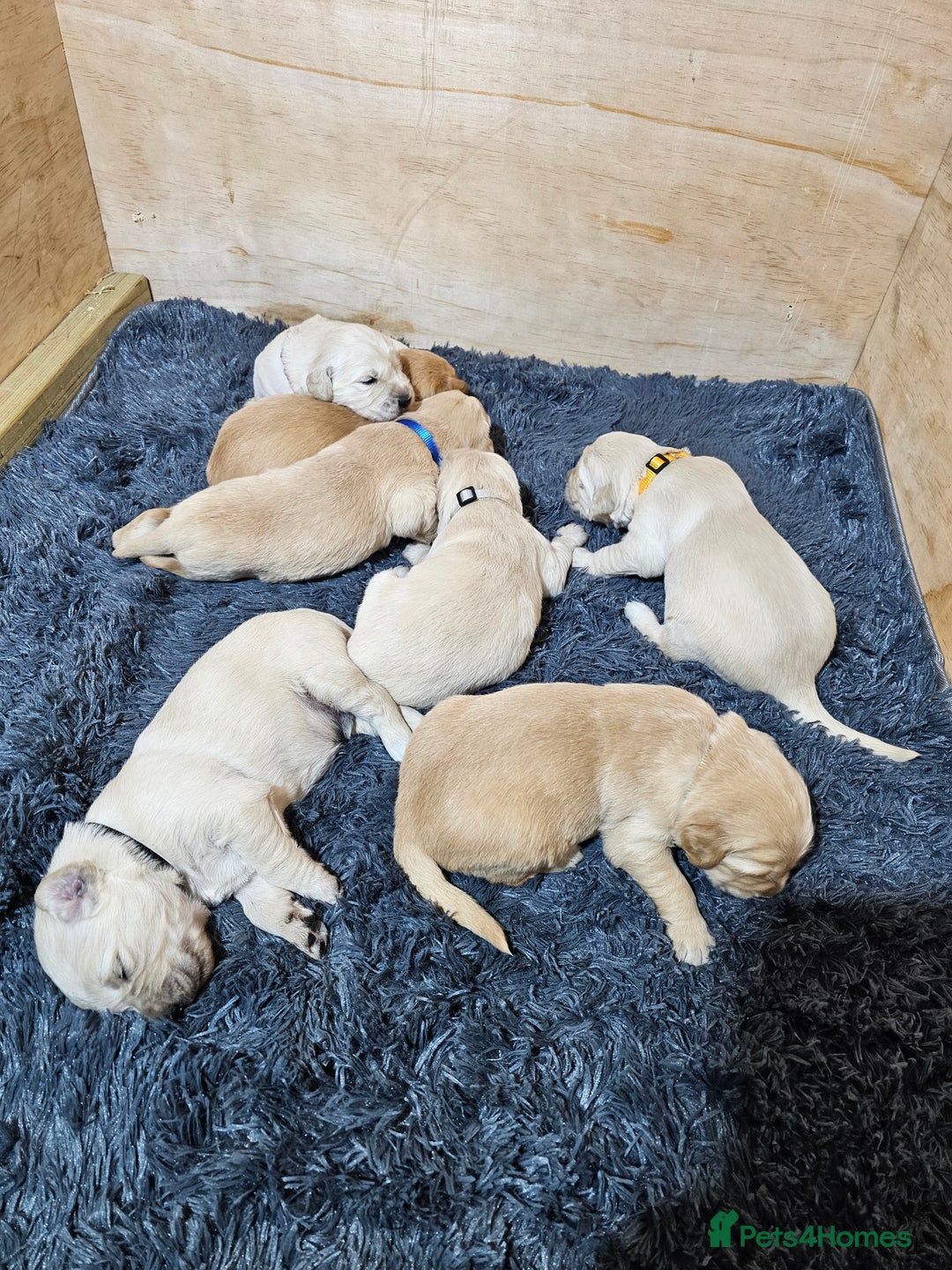 Golden Retriever dogs for sale: Golden retriever puppy for sale in Harrow  London - Advert 10