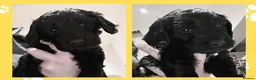 Cockapoo dogs for sale: Girl F1B Cockapoo Puppy - Advert 5