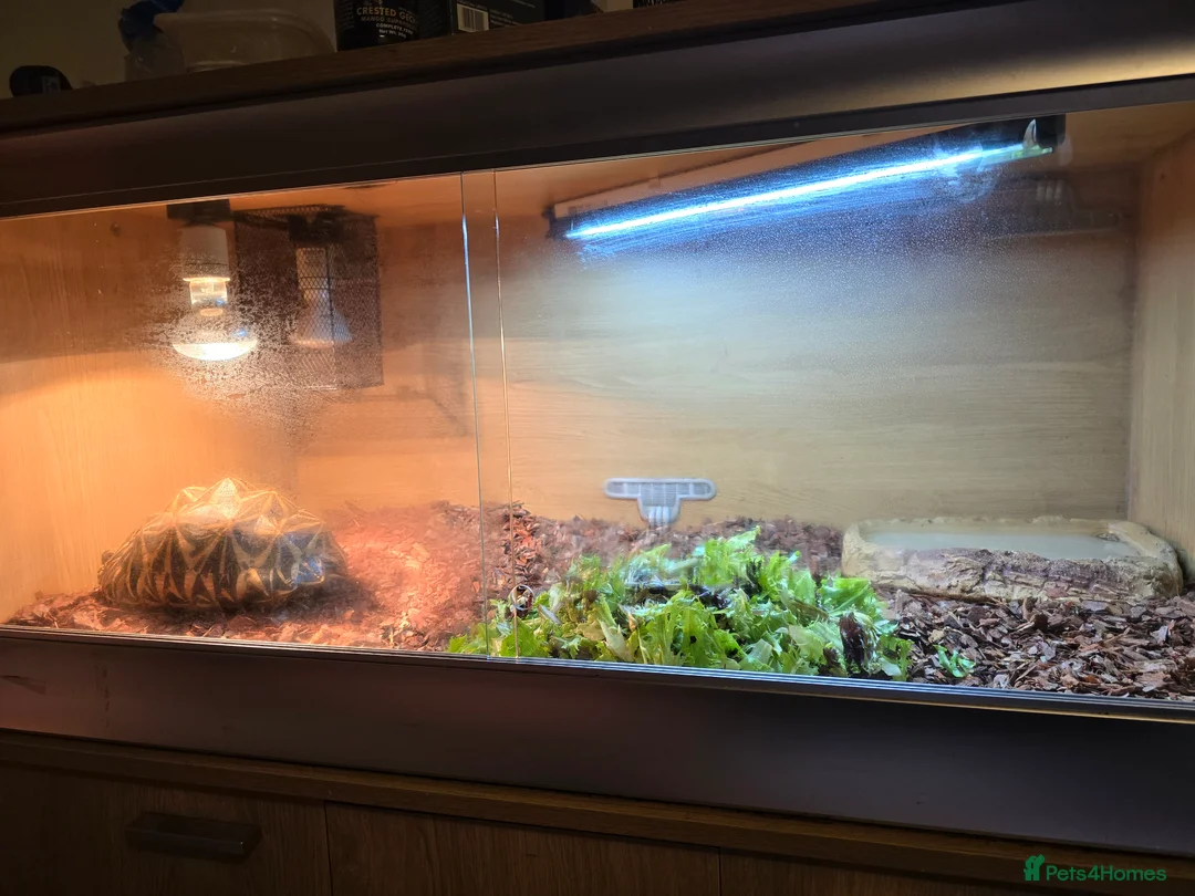 Tortoise reptiles for sale: Indian Star Tortoise - Advert 4