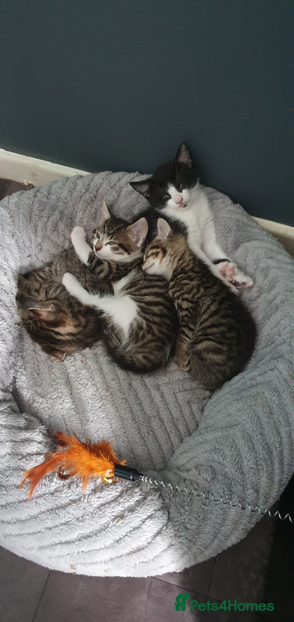 British Shorthair cats British shorthair kittens - Advert 1