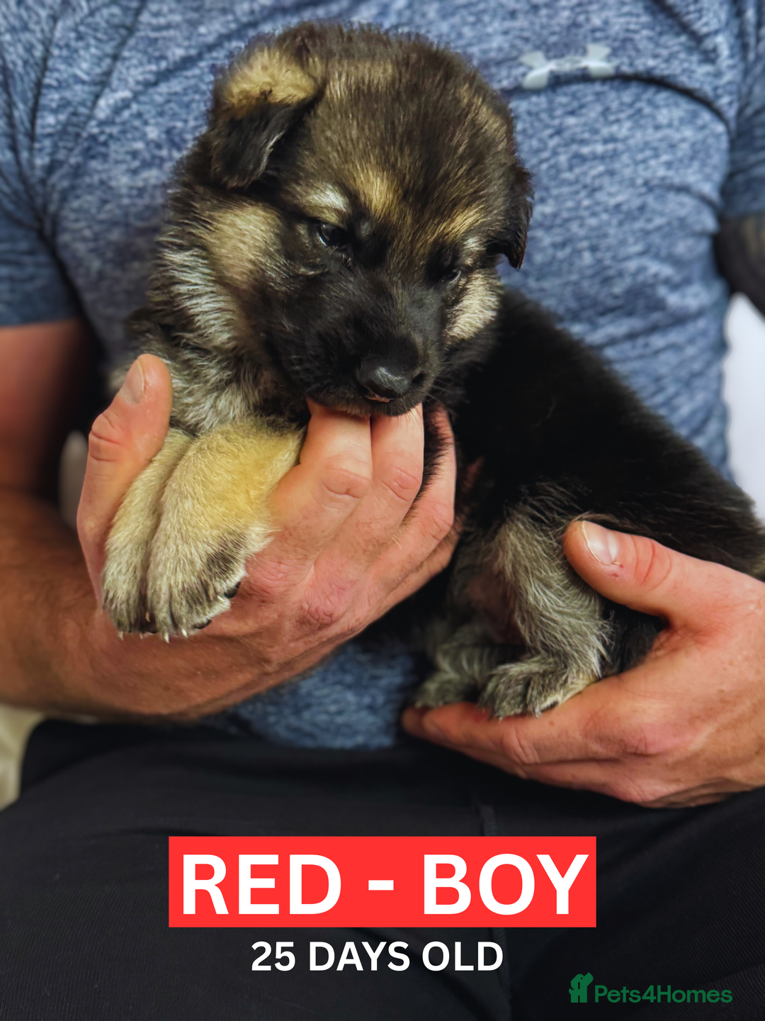 German Shepherd dogs for sale: Beautiful German Shepherd Puppies - Image 17