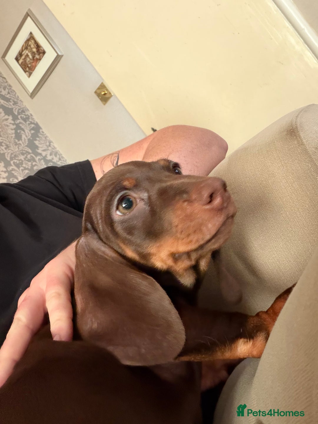 Miniature Dachshund dogs for sale: KC Registered Miniature Shorthaired Dachshund - Advert 27
