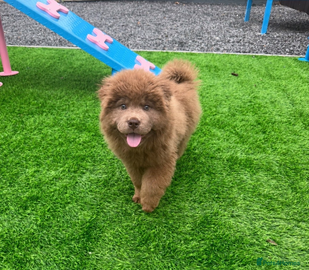 Chow Chow dogs for sale: Stunning rare lilac chow chow male puppy for sale  - Advert 1