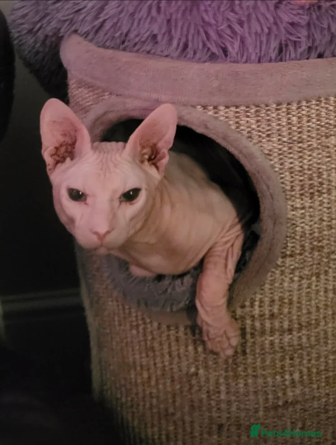 Sphynx cats for sale: Male 2 year old intact Donskoy Sphynx  - Advert 3