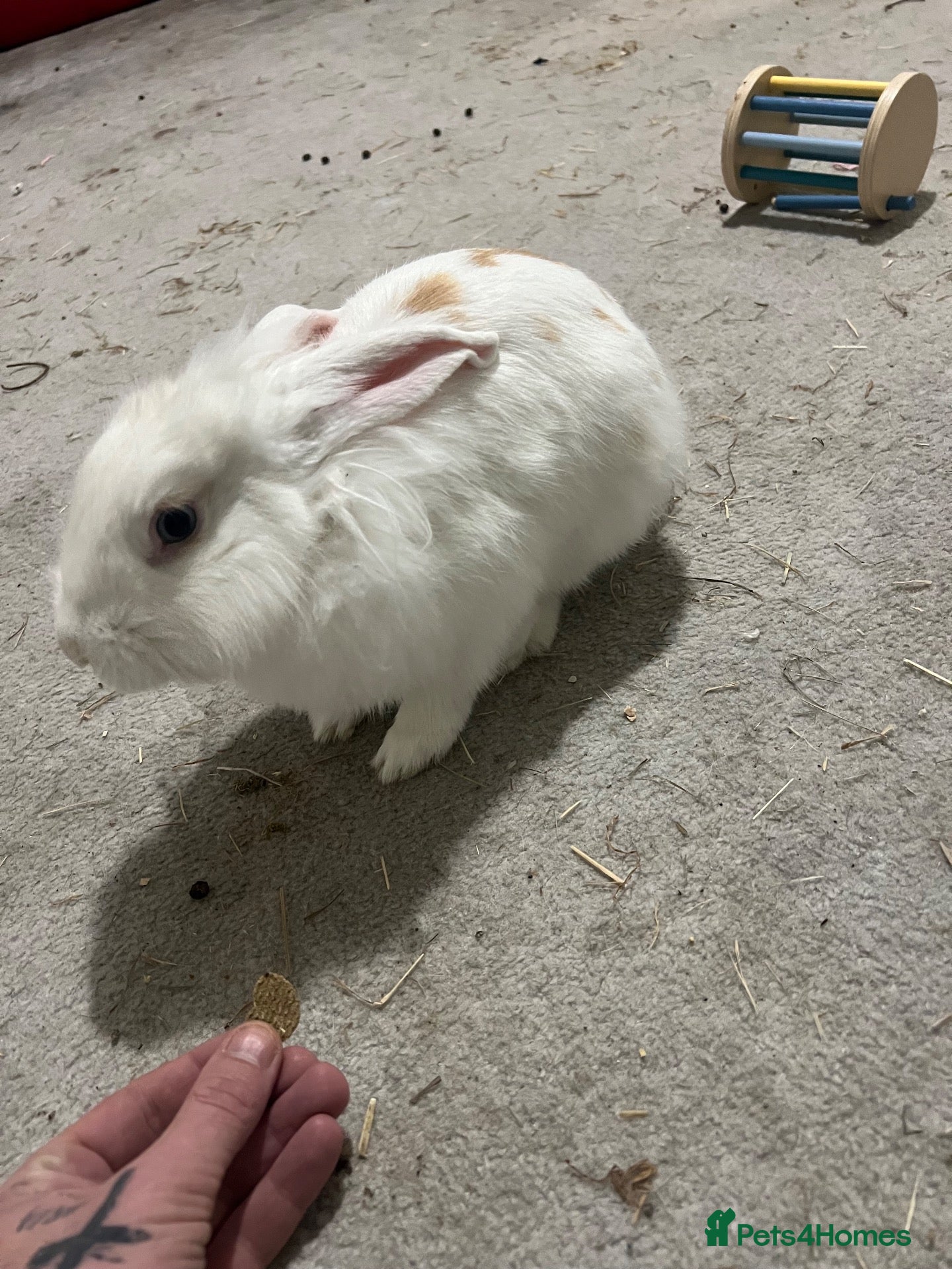 Mixed Breed rabbits Hi this is frank this is a hard situation on us - Advert 1