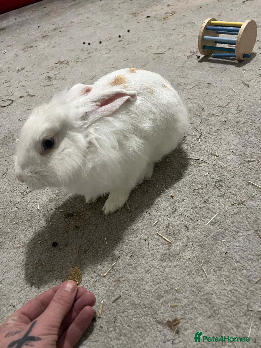 Mixed Breed rabbits for sale: Hi this is frank this is a hard situation on us in Aberdeen - Advert 1
