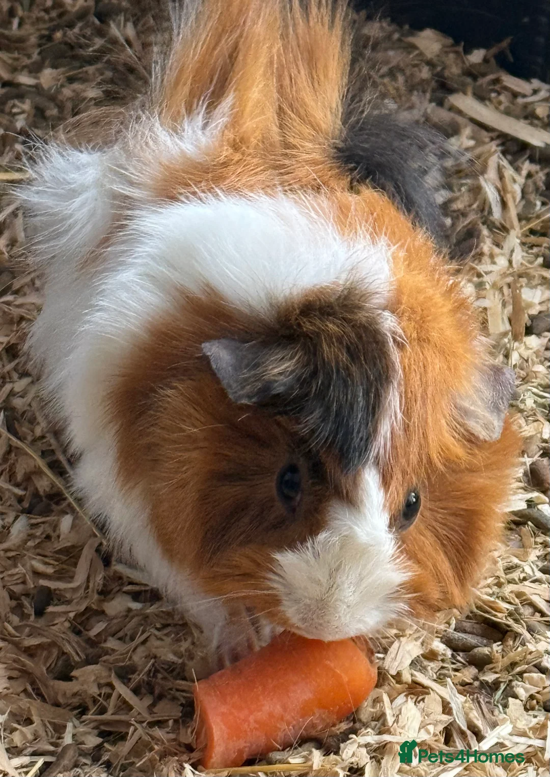 Guinea Pig rodents for sale: Male and female  in Diss - Advert 2