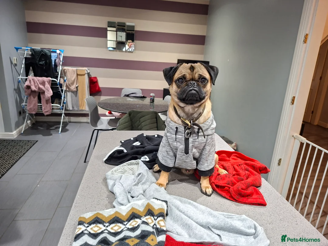 Puggle dogs for stud: Baily For Stud ..... - Advert 1