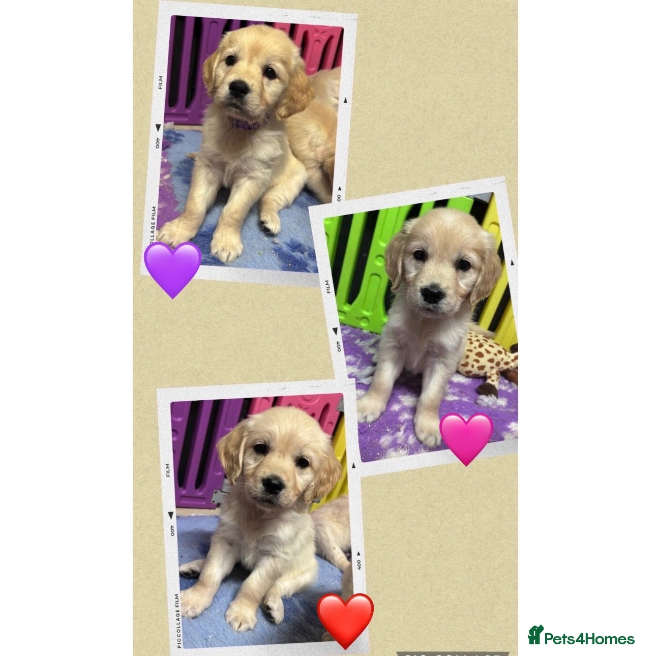 Golden Retriever dogs Beautiful Kc registered Golden Retriever puppies  - Advert 1