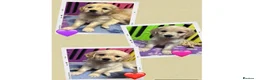 Golden Retriever dogs for sale: Beautiful Kc registered Golden Retriever puppies  - Advert 4