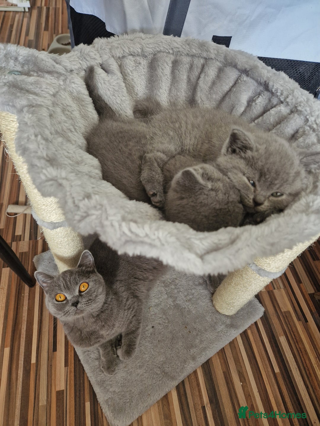 British Shorthair cats for sale: British short hair boy - Image 2