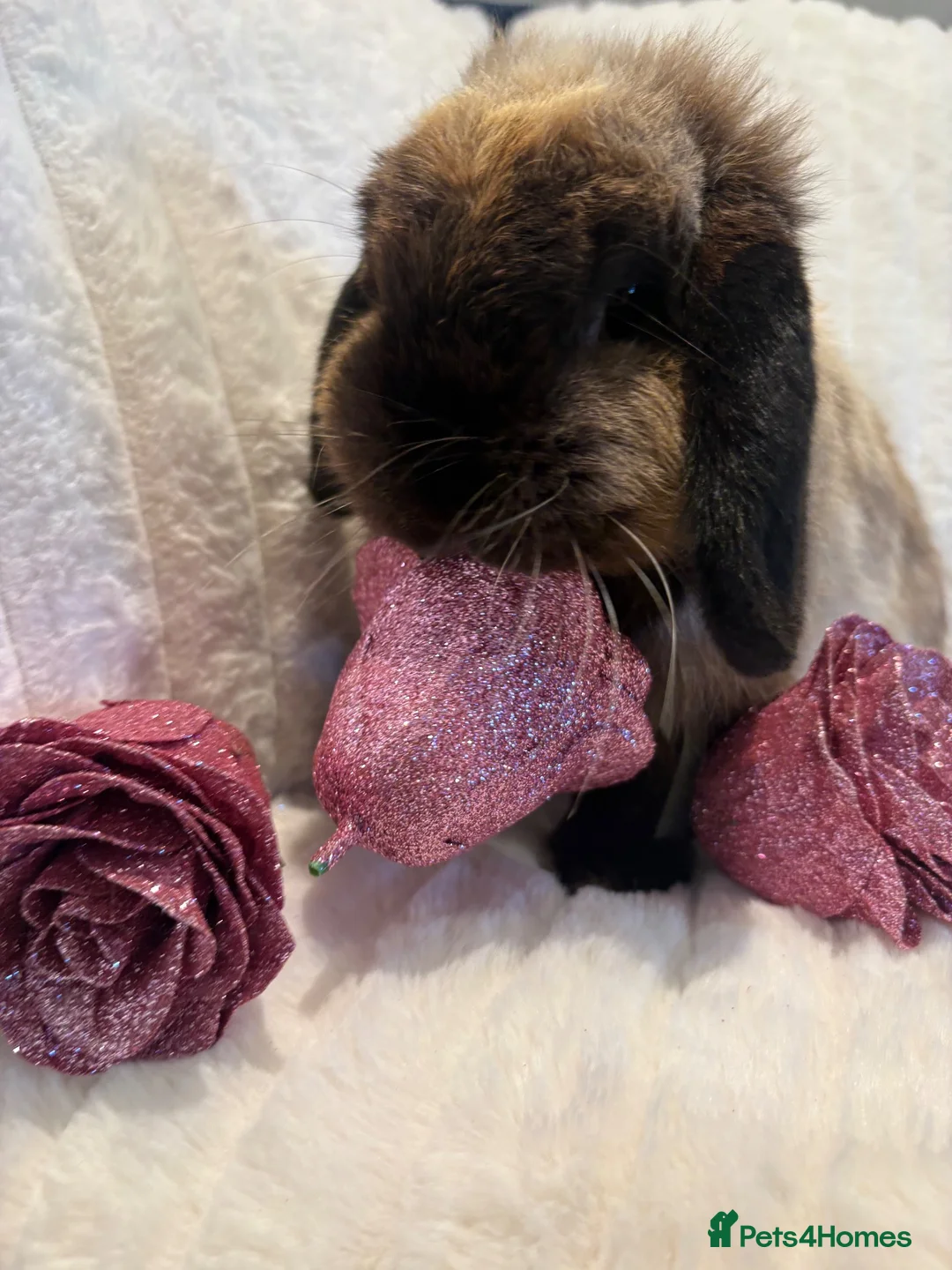 Mini Lop rabbits for sale: Mini Lop Female - Advert 4