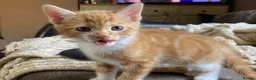Mixed Breed cats for sale: 🐾 Adorable ginger kittens for sale, Chester 🐾  - Advert 5