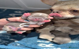 Chihuahua dogs for sale: 🩷Chihuahua puppies Thai genes🩷 - Image 1