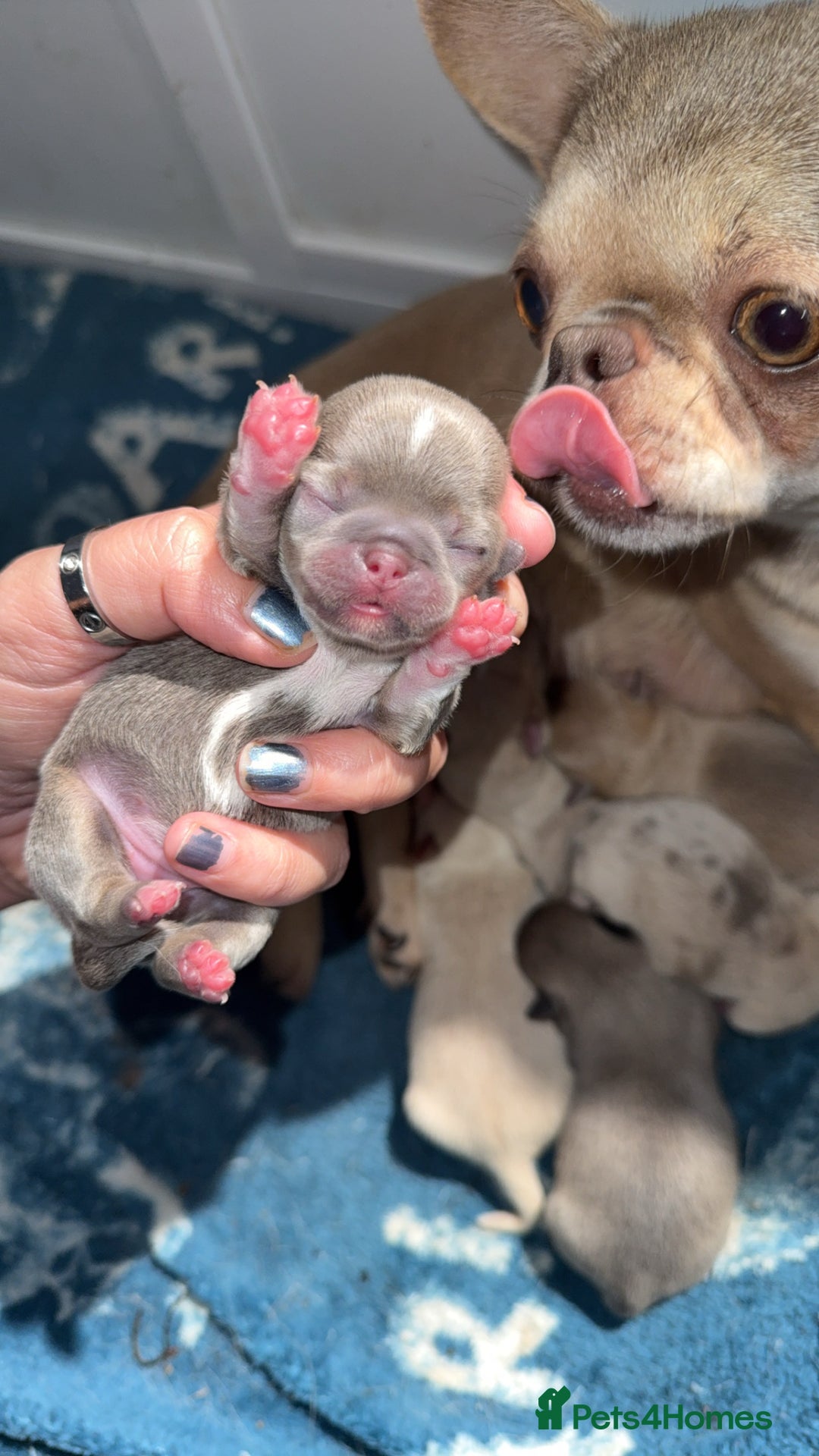 Chihuahua dogs for sale: 🩷Chihuahua puppies Thai genes🩷 - Image 1