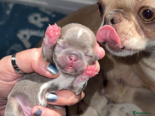 Chihuahua dogs 🩷Chihuahua puppies Thai genes🩷 - Advert 18