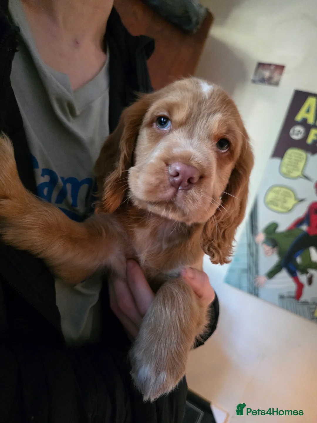 Cocker Spaniel dogs for stud: Stunning  Cocker Spaniel for stud in Northwood - Advert 19