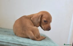 Miniature Dachshund dogs for sale: Mini smooth dachshunds  - Image 7