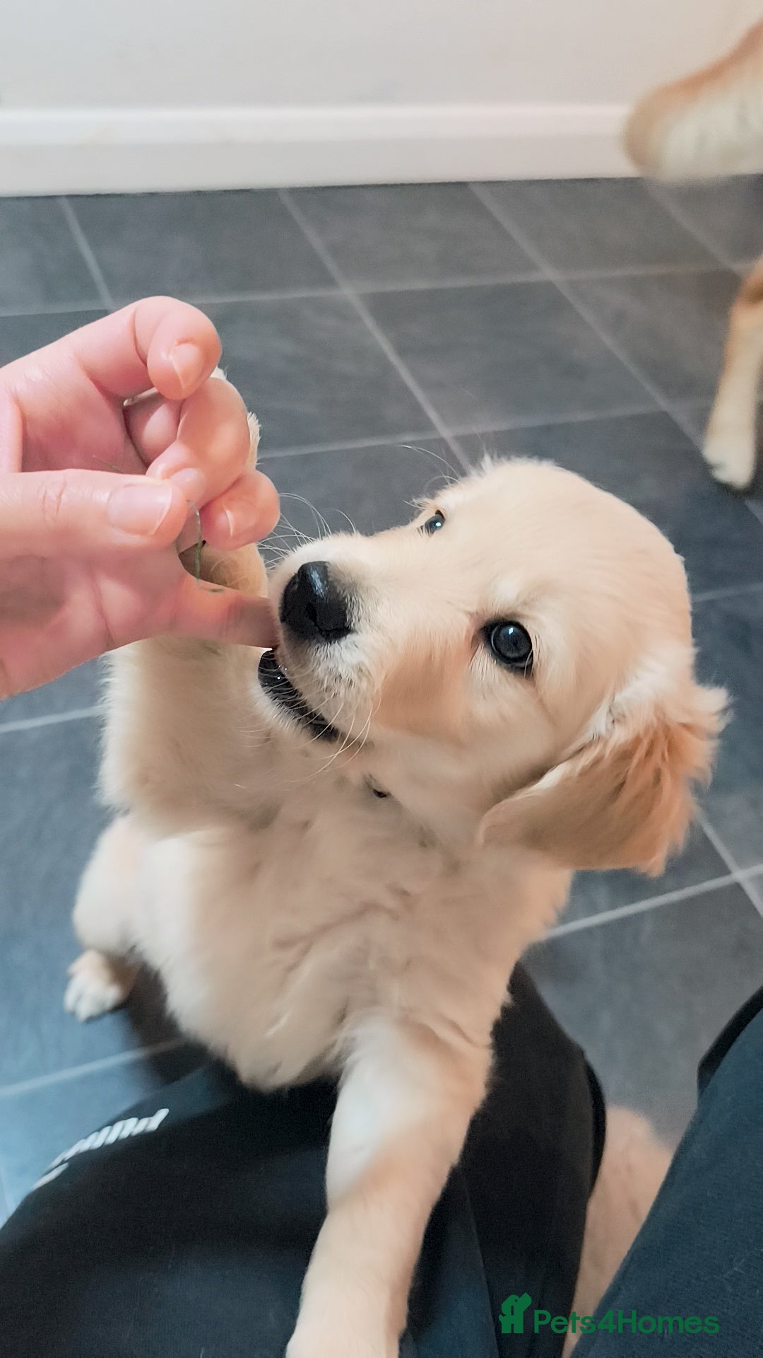 Golden Retriever dogs Gorgeous golden retriever puppies 🐕 - Advert 2