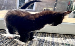 Mixed Breed cats for sale: Lovely, amazing Tabby girl looking for home💘 - Image 12