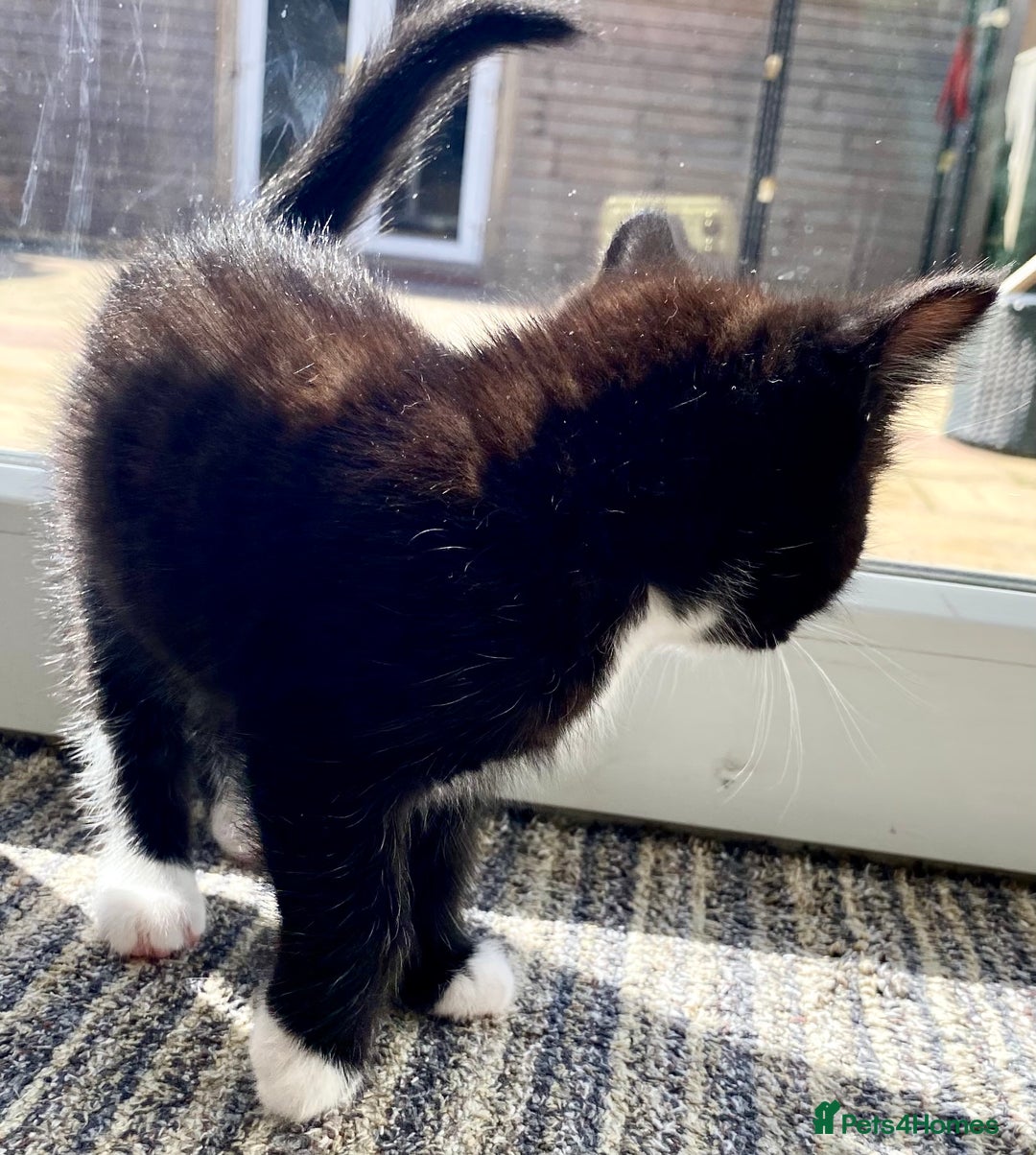 Mixed Breed cats for sale: Lovely, amazing Tabby girl looking for home💘 - Image 12