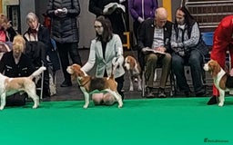 Beagle dogs for stud: TOP PRODUCING STUD CRUFTS QUALIFIED, CHAMPION BRED in Birmingham - Image 1