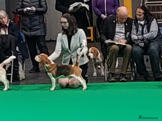Beagle dogs in Birmingham - Advert 10