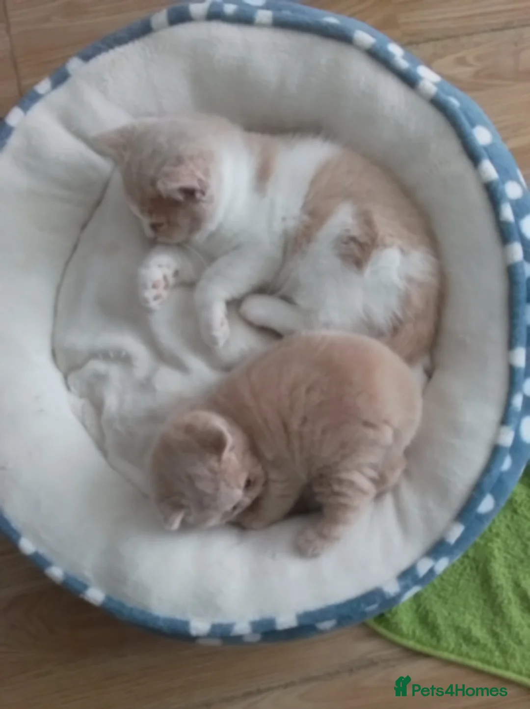 British Longhair cats for stud: British Longhair for Stud - Advert 13