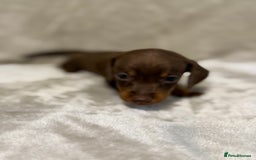Miniature Dachshund dogs for sale: 🐾 Stunning Miniature Dachshund Puppies - Image 15
