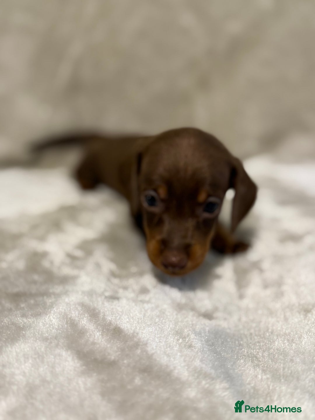 Miniature Dachshund dogs for sale: 🐾 Stunning Miniature Dachshund Puppies - Image 15