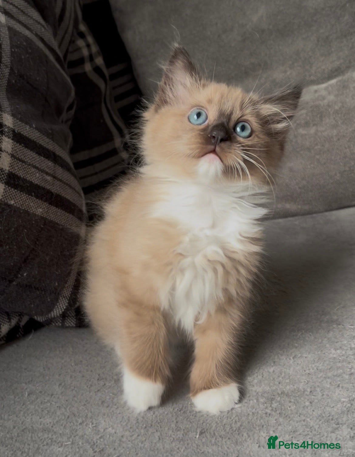 Ragdoll cats Stunning seal mink mitted girl kitten left - Advert 3