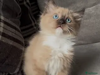 Ragdoll cats Stunning seal mink mitted girl kitten left - Advert 4