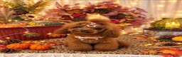 Toy Poodle dogs for stud: Stunning Asian Poodle 1.6kg for STUD ONLY - Advert 14