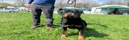 Rottweiler dogs for sale: Top German Rottweiler in Dudley - Advert 9