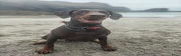 Dobermann dogs for sale: KC Registered Beautiful lady Doberman for rehoming - Advert 2