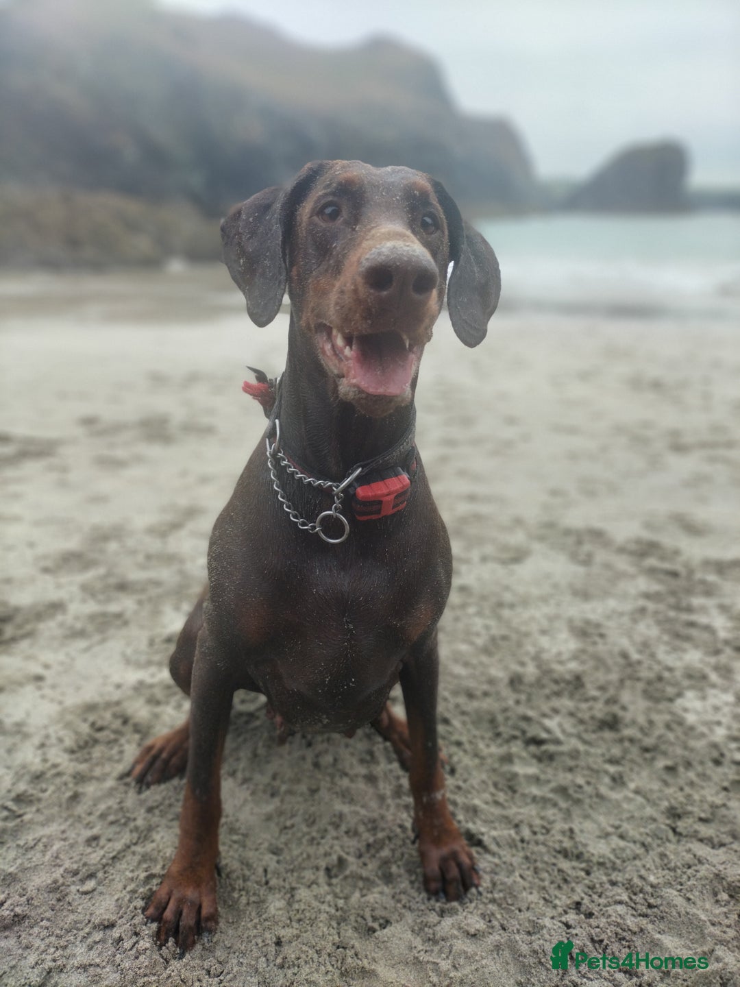 Dobermann dogs for sale: KC Registered Beautiful lady Doberman for rehoming - Advert 2