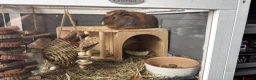 Guinea Pig rodents for sale: 2 Guinea Pigs and cage for sale in Rotherham - Advert 2