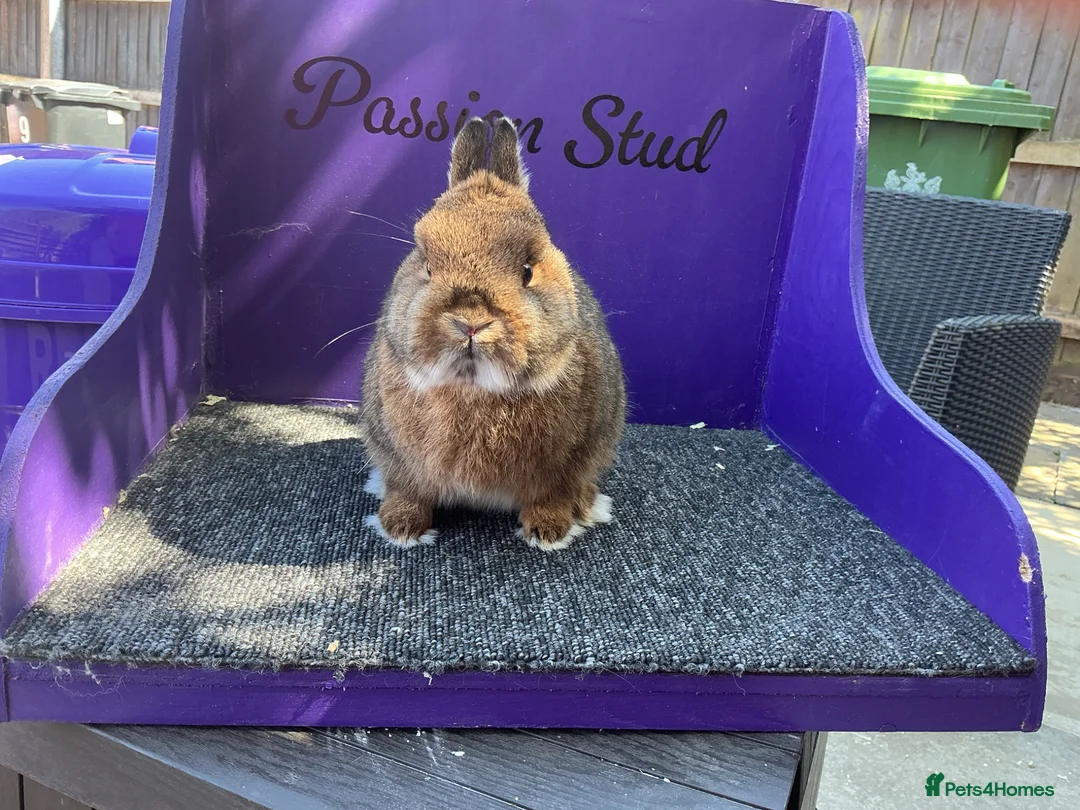 Netherland Dwarf rabbits for sale: Pure bred netherland dwarf buck - Advert 2