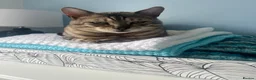 Bengal cats for sale: Silver male Bengal cat  - Advert 10