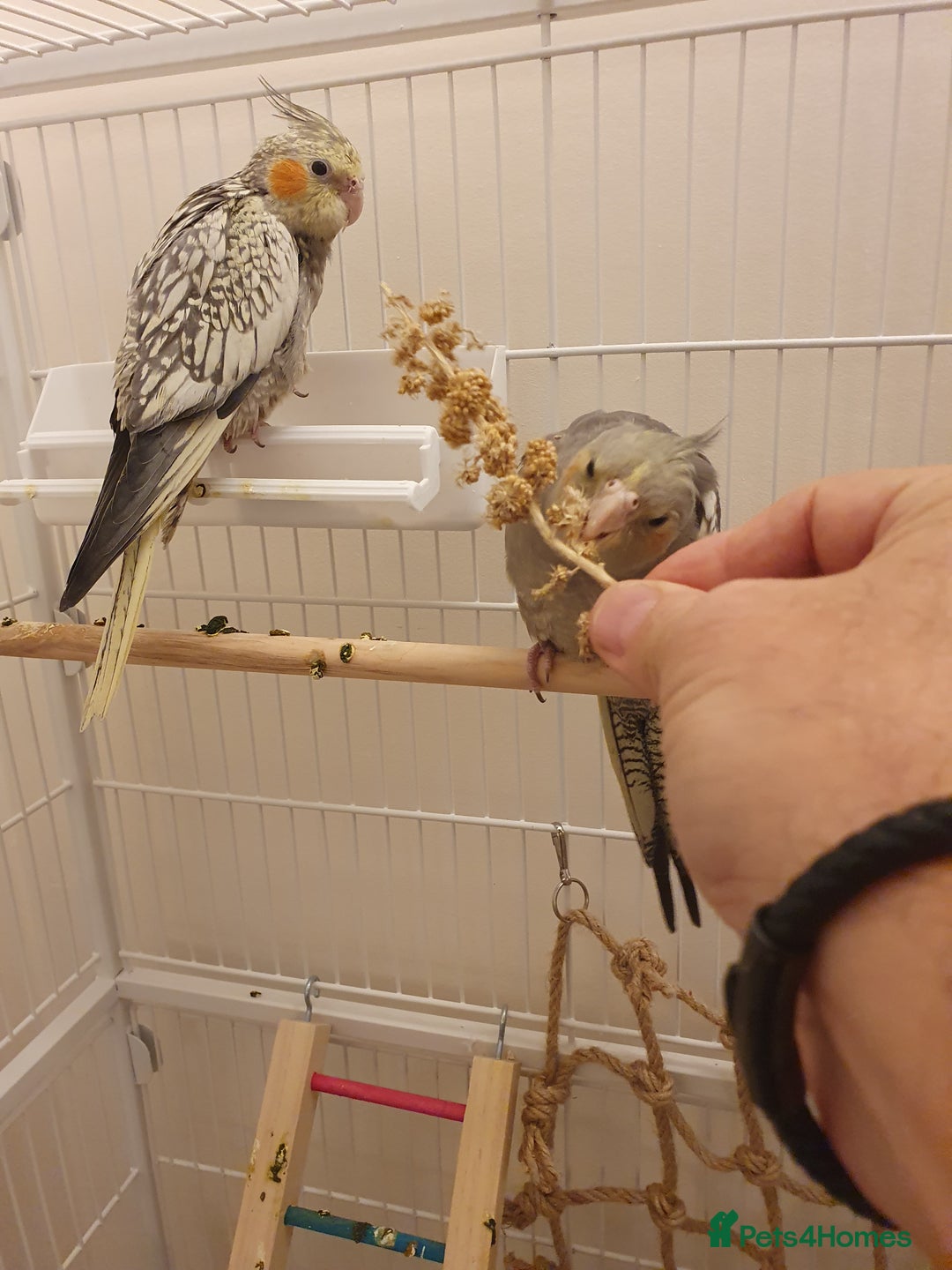 Cockatiels birds for sale: 2 Cockatiels - Hand reared - Advert 1