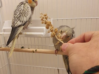 Cockatiels birds 2 Cockatiels - Hand reared - Advert 1