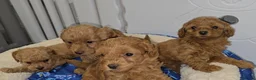 Cavapoo dogs for sale: 🐾 Beautiful Ruby Red F2B Toy Cavapoo Puppies 🐾 - Advert 9