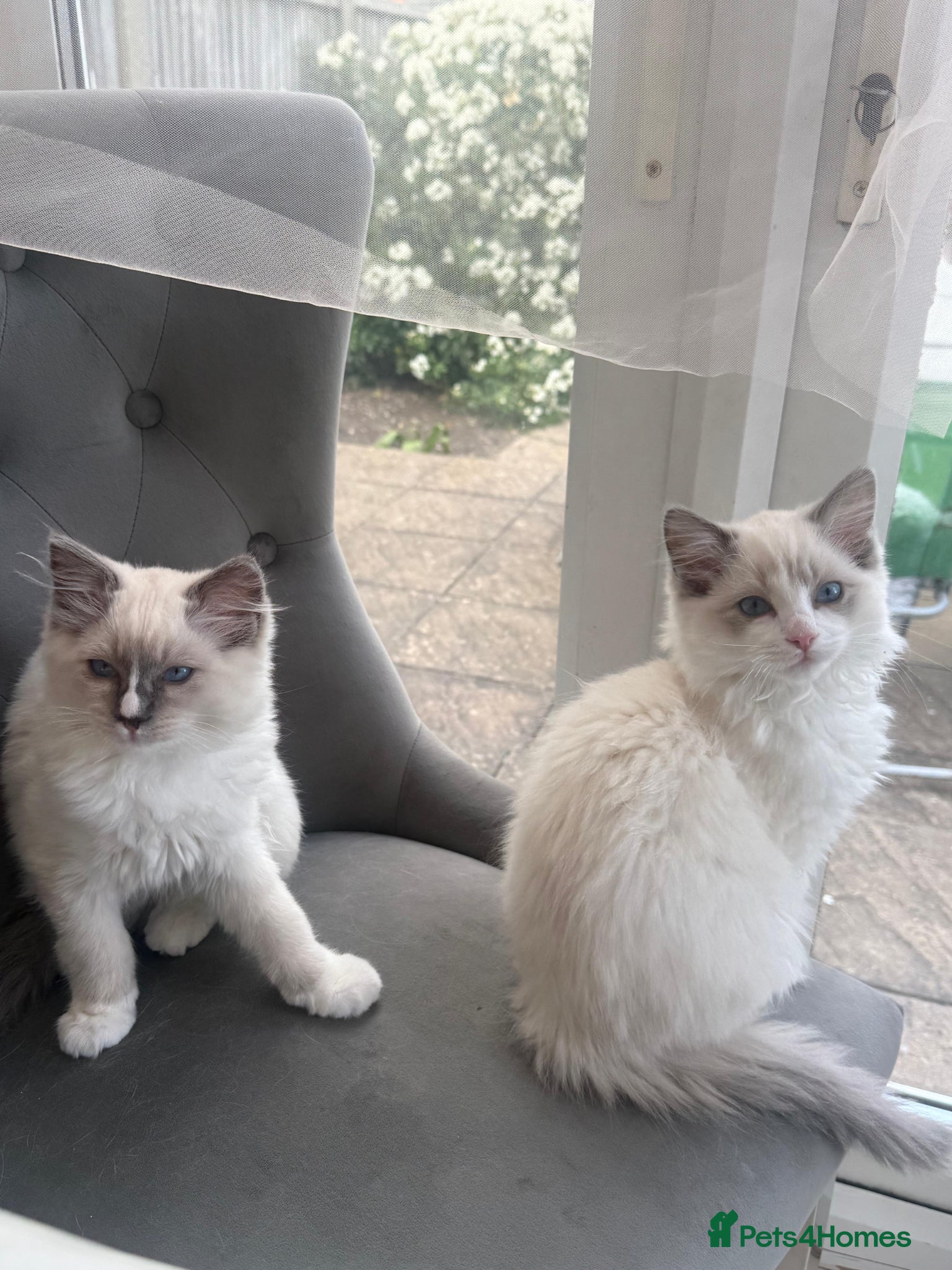 Ragdoll cats 🤍Purebred beautiful ragdoll kittens 🤍 - Advert 1