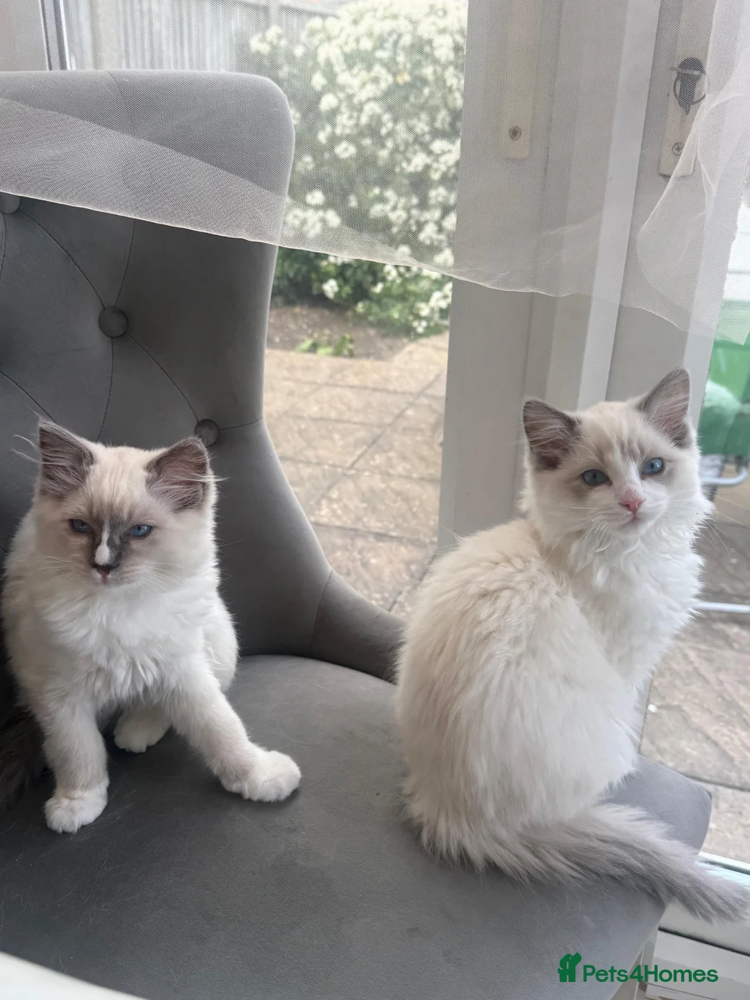 Ragdoll cats for sale: 🤍Purebred beautiful ragdoll kittens 🤍 in Hornchurch - Advert 1