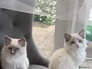 Ragdoll cats 🤍Purebred beautiful ragdoll kittens 🤍 - Advert 12