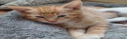 Mixed Breed cats for sale: Six boys and one girl😍😍😍 - Advert 11