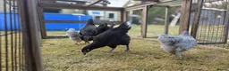Chickens poultry for sale: Pekin lavender cuckoo bantams and burford brown  - Advert 5