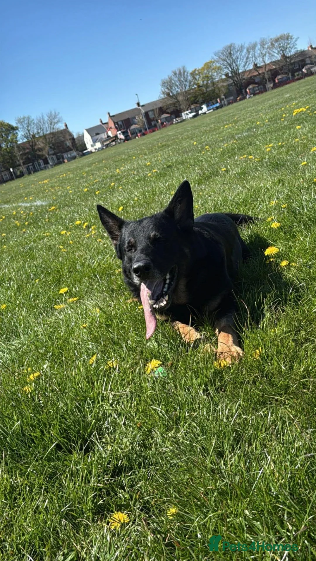German Shepherd dogs for sale: 4 Year old Male German Shepherd  - Advert 2