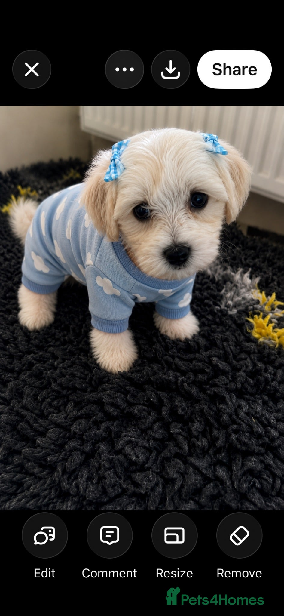 Mixed Breed dogs Beautiful teddy bear Maltese pups ready to leave  - Advert 6